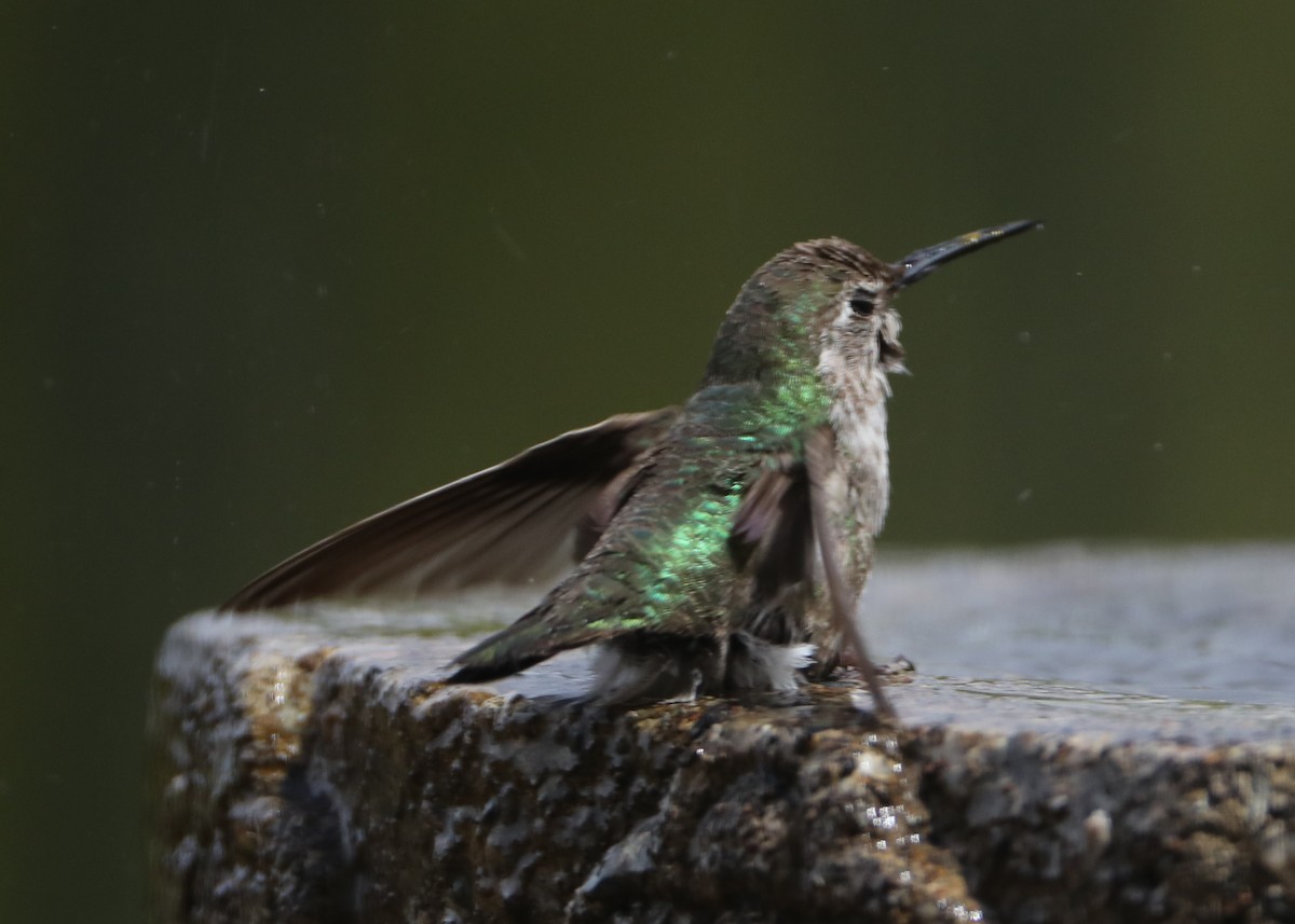 hummingbird sp. - Linda Dalton