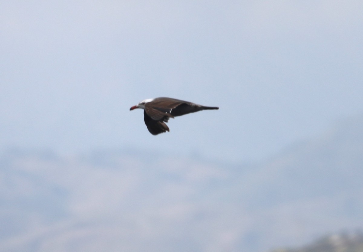 Gaviota Mexicana - ML620604822