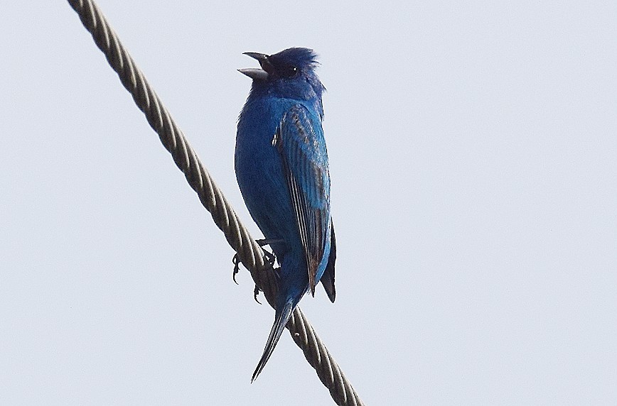 Indigo Bunting - ML620604823