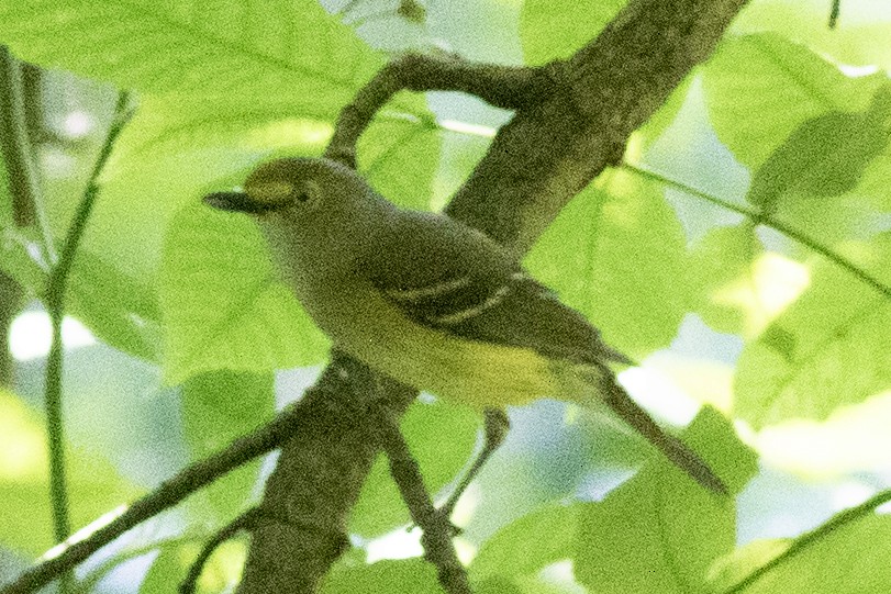 Ak Gözlü Vireo - ML620604824