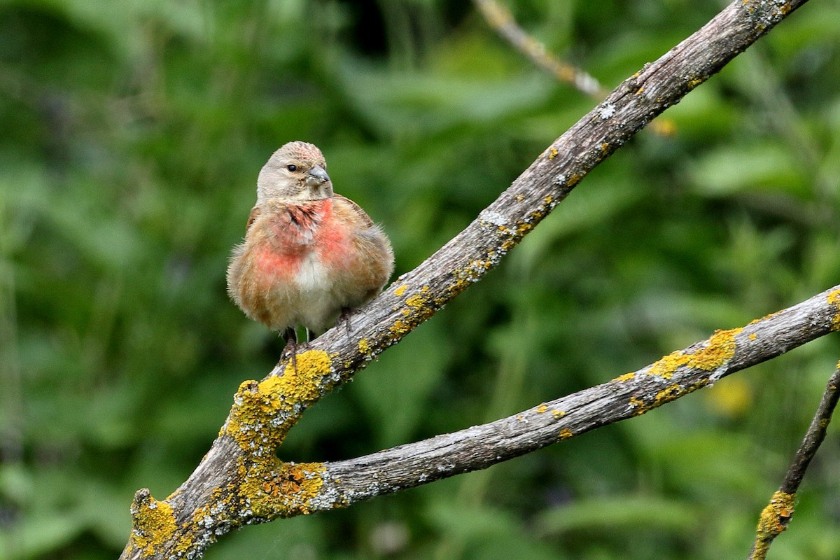 Eurasian Linnet - ML620604826