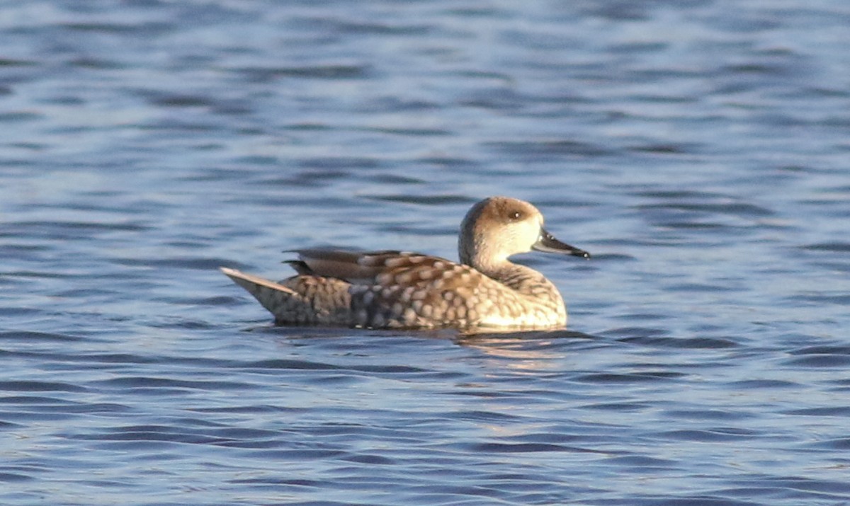 Marbled Duck - ML620604827