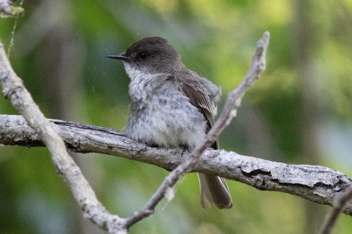 Eastern Phoebe - ML620604828