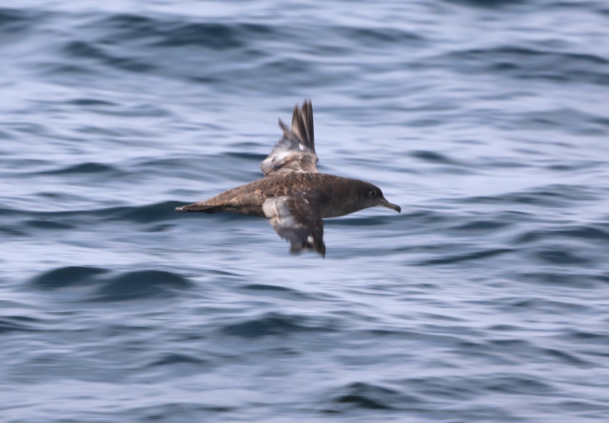 Sooty Shearwater - ML620604835