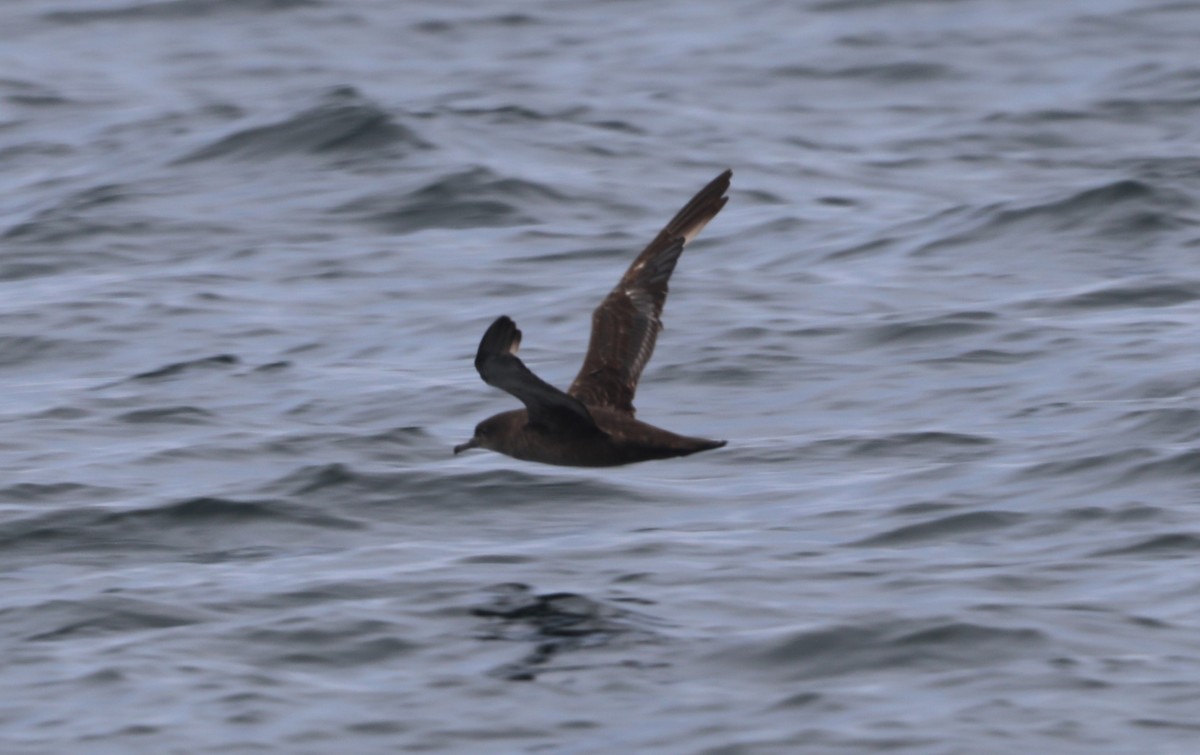 Sooty Shearwater - ML620604836