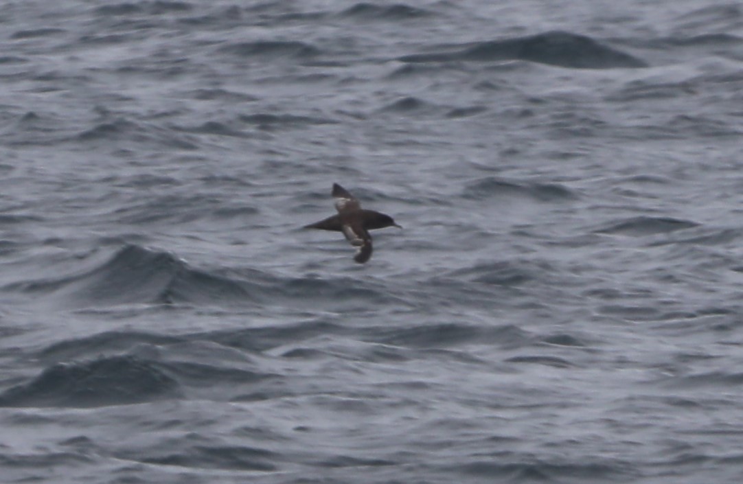 Sooty Shearwater - ML620604837