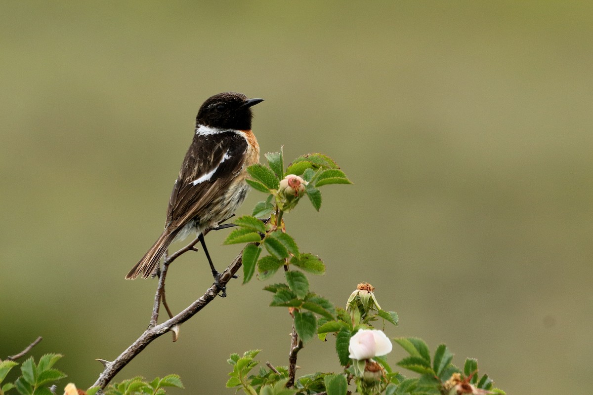 European Stonechat - ML620604839