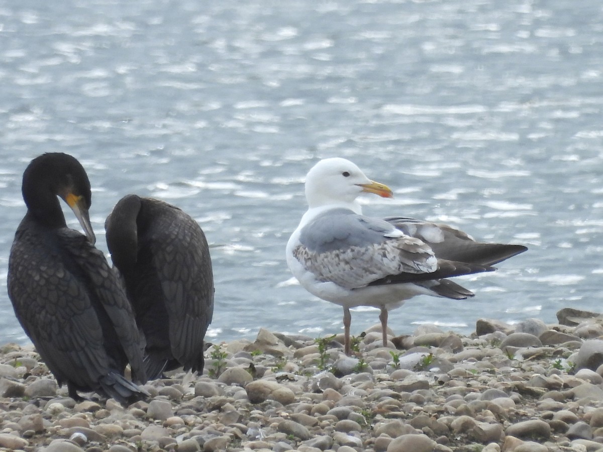 Yellow-legged Gull - ML620604841