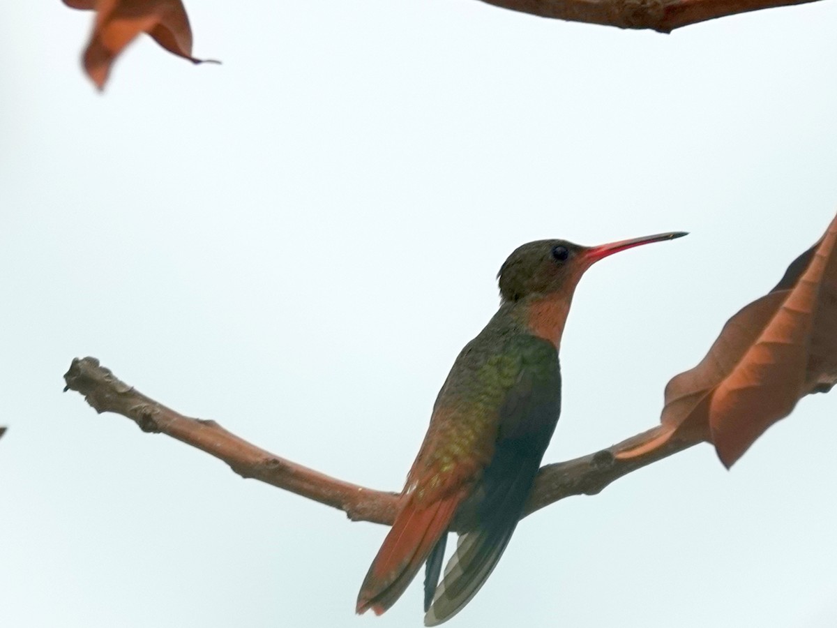Rufous-tailed Hummingbird - ML620604842