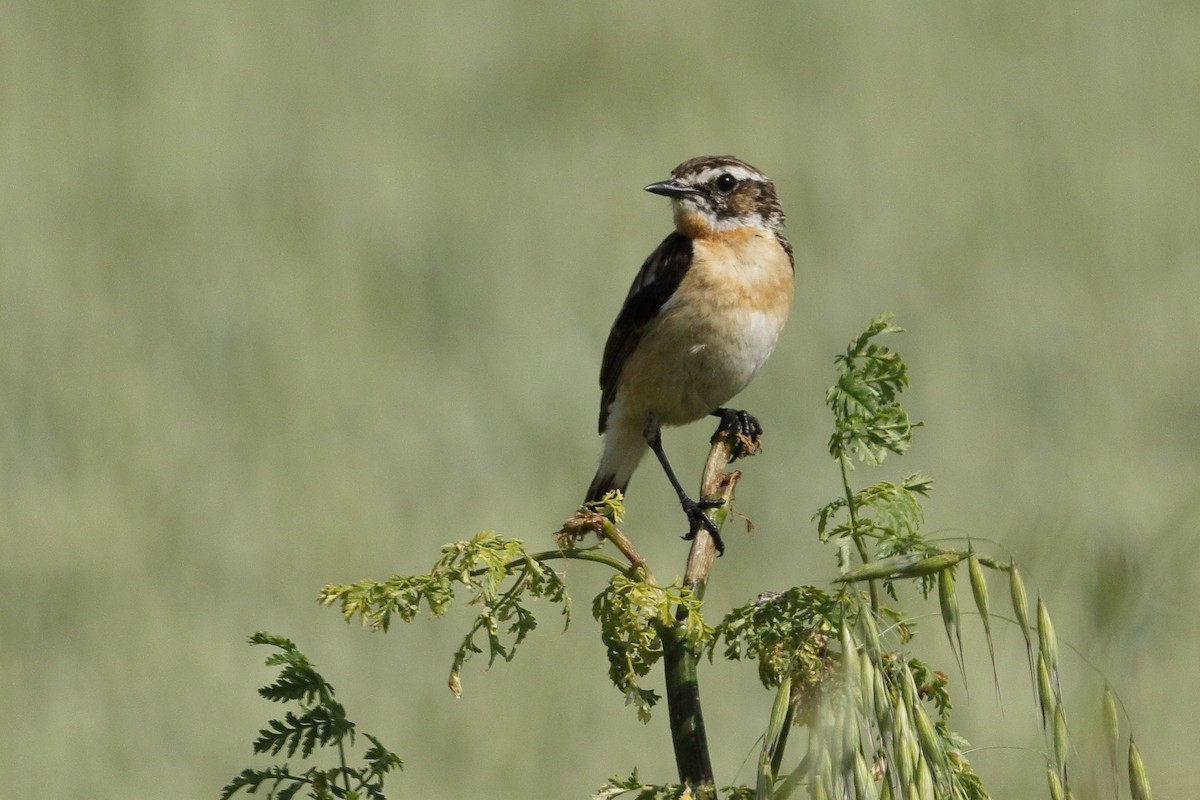 Whinchat - ML620604843