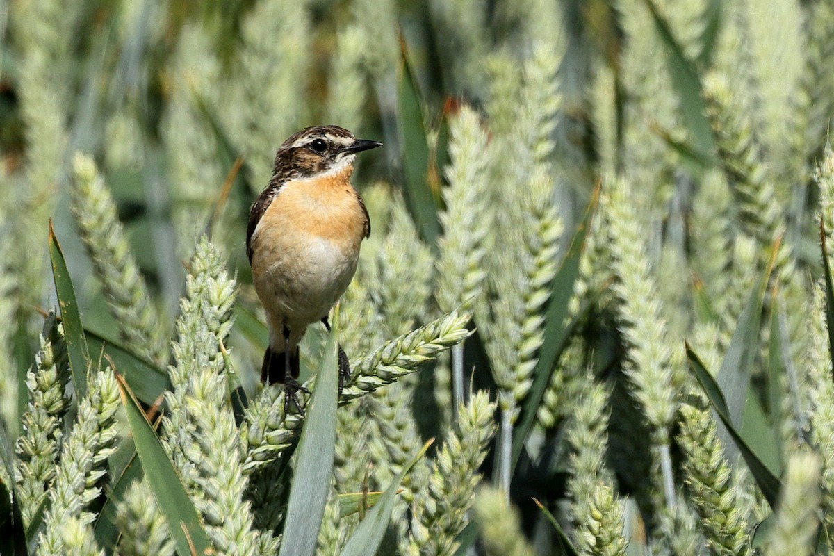 Whinchat - ML620604844