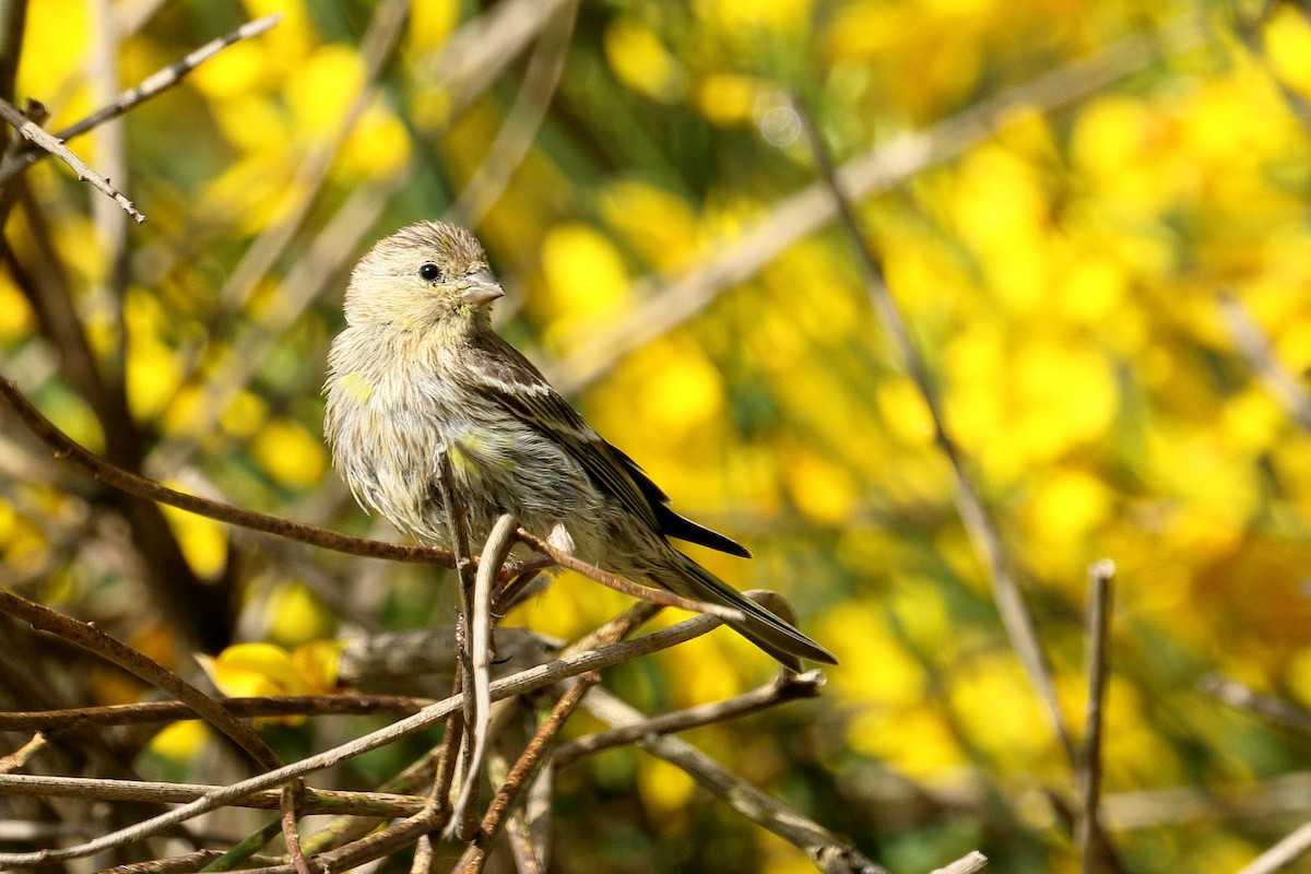 European Serin - ML620604848