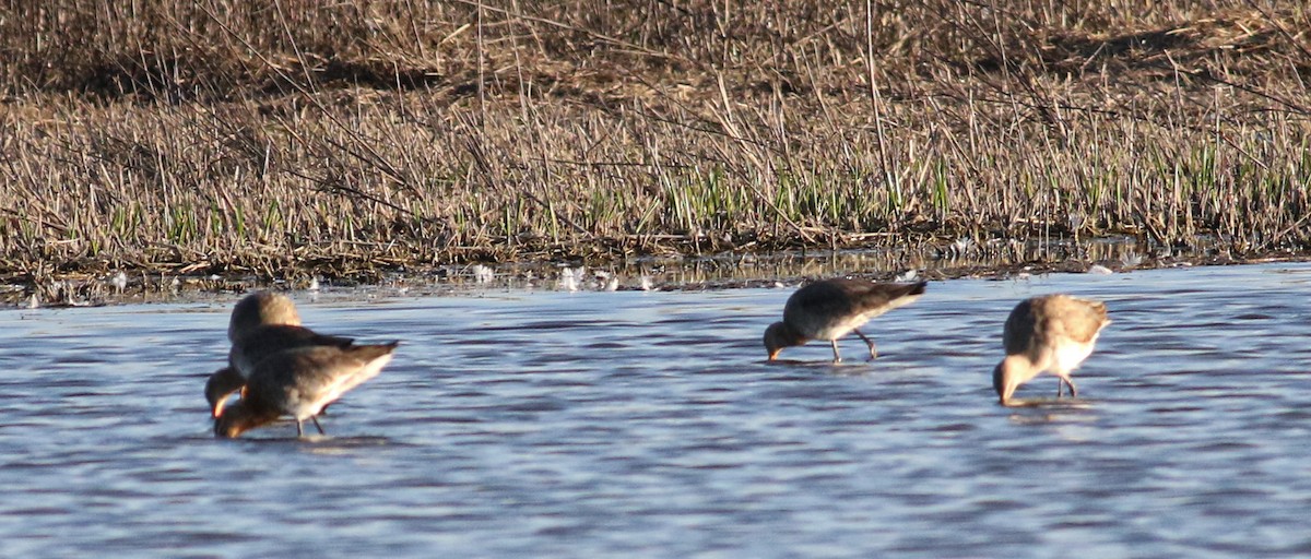 Black-tailed Godwit - ML620604852