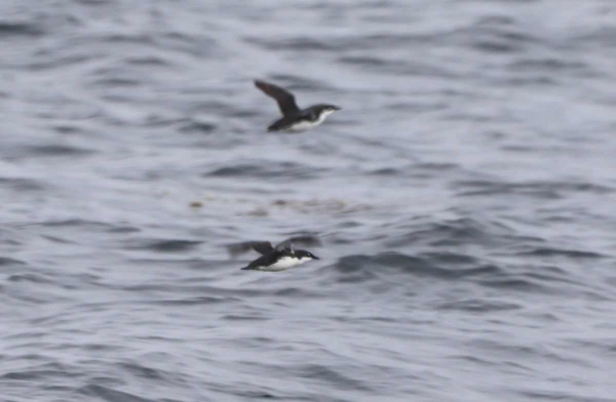 Scripps's Murrelet - ML620604867