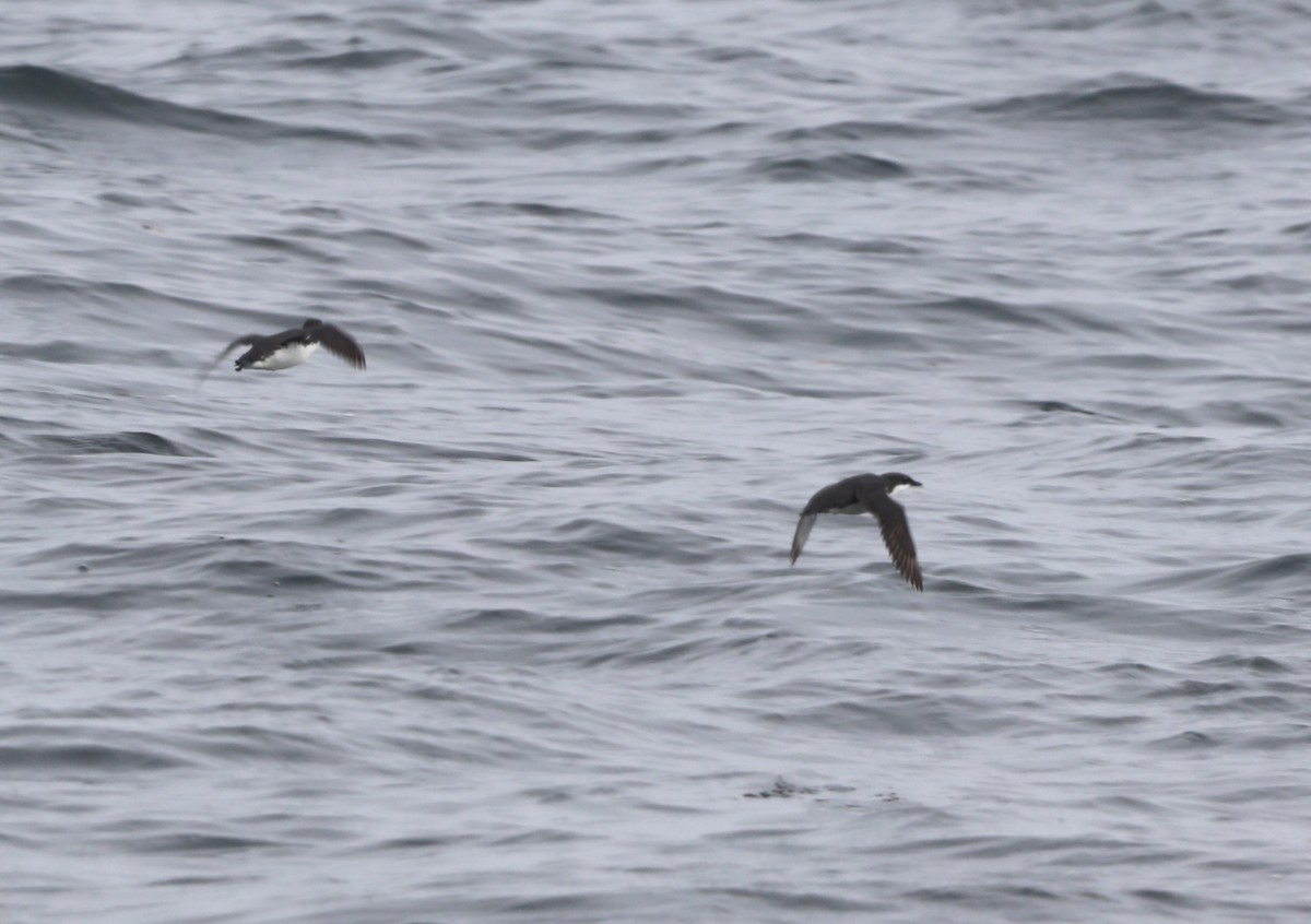 Scripps's Murrelet - ML620604869