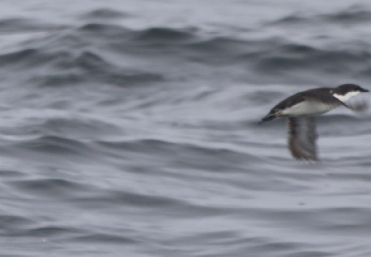 Scripps's Murrelet - ML620604870