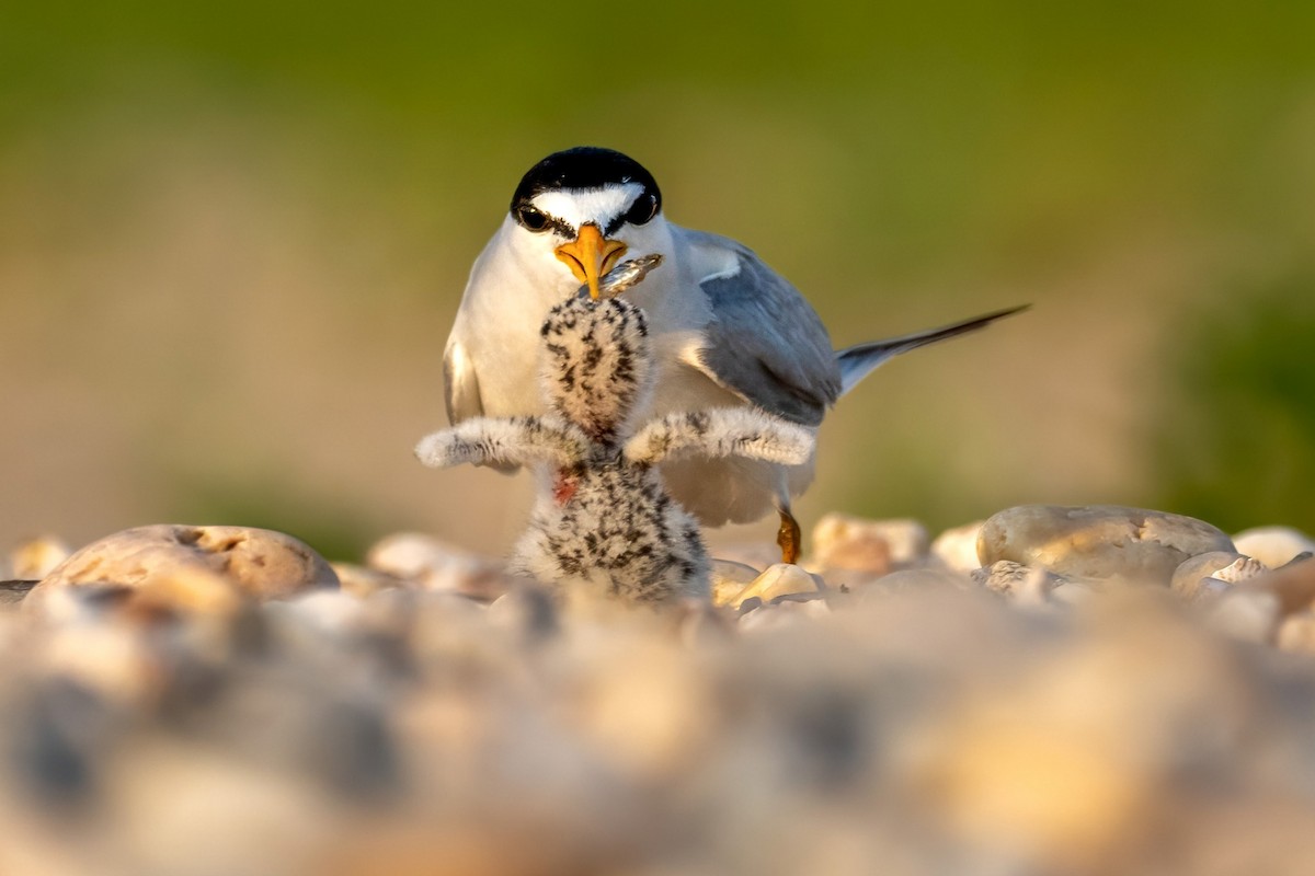 Least Tern - ML620604876