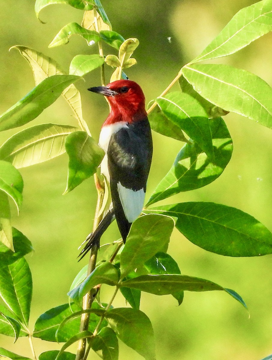 Red-headed Woodpecker - ML620604884