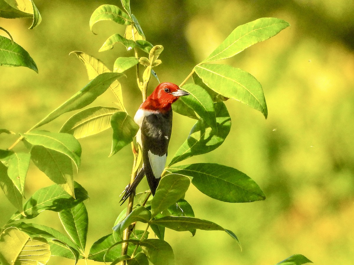 Red-headed Woodpecker - ML620604885