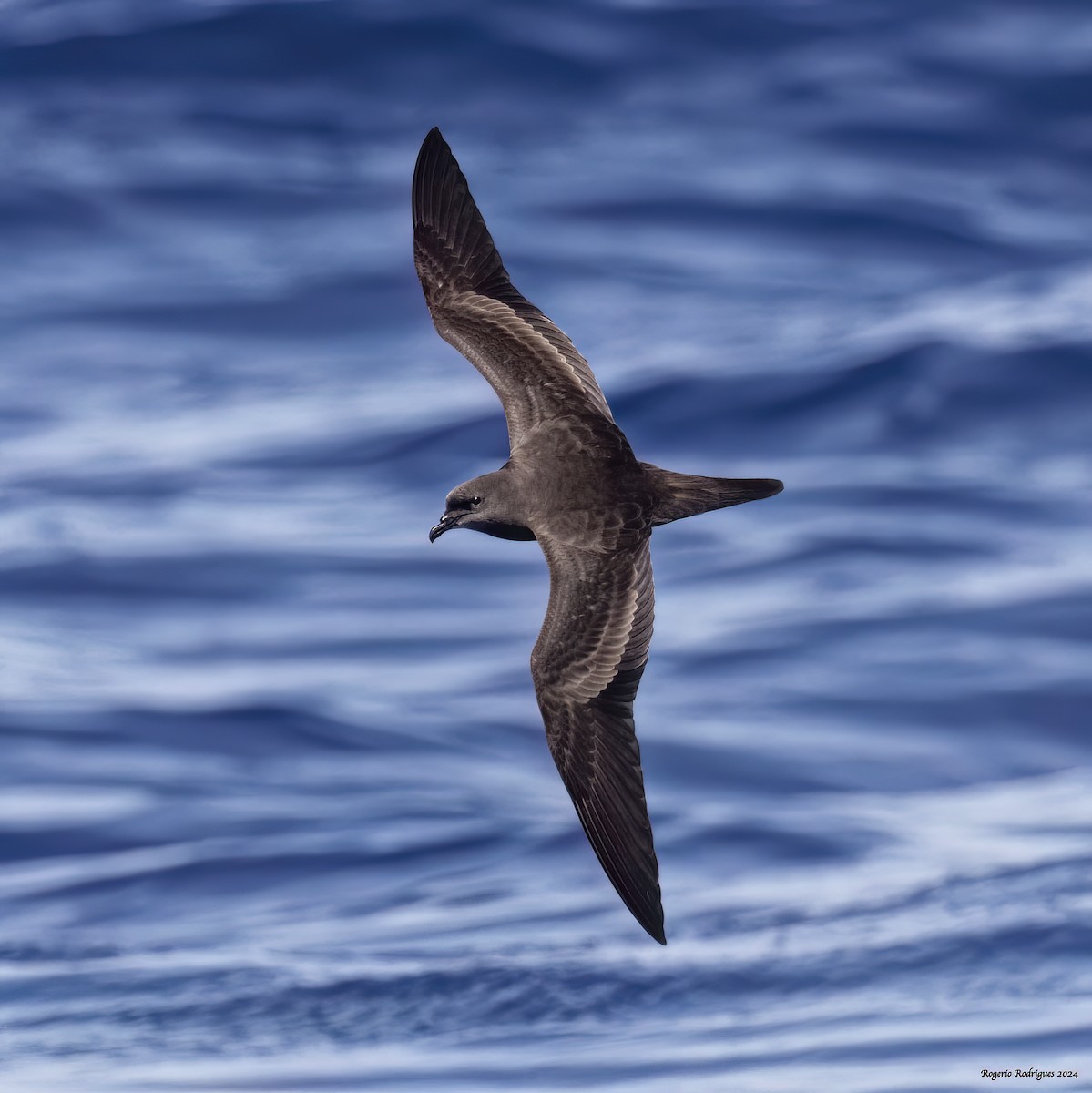 Bulwer's Petrel - ML620604886