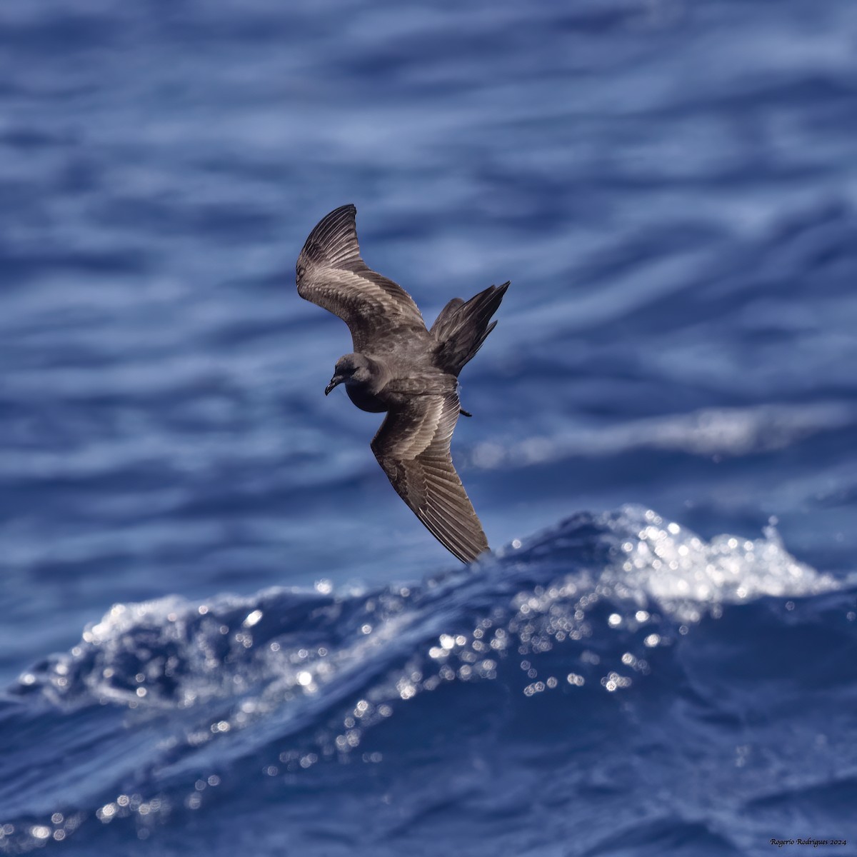 Bulwer's Petrel - ML620604888