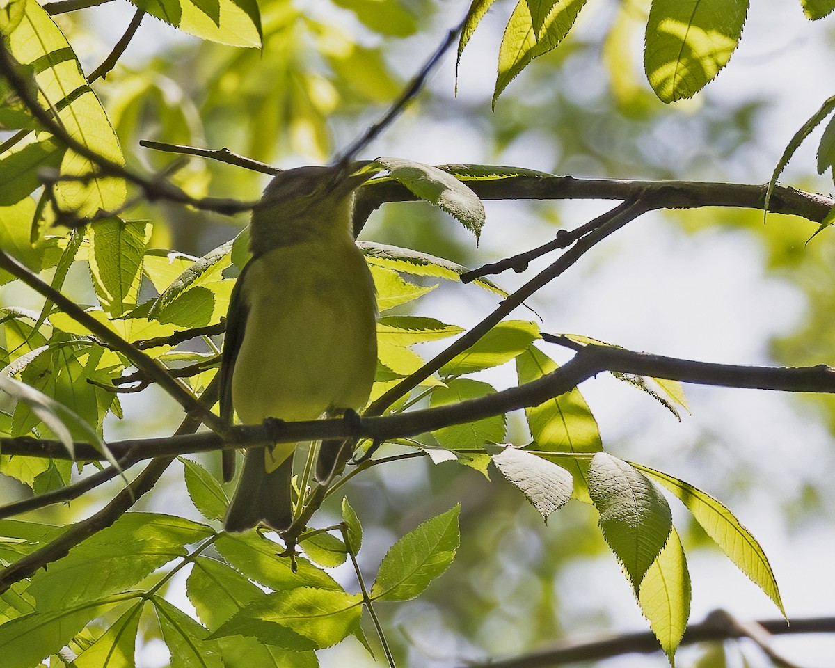 Scarlet Tanager - ML620604891