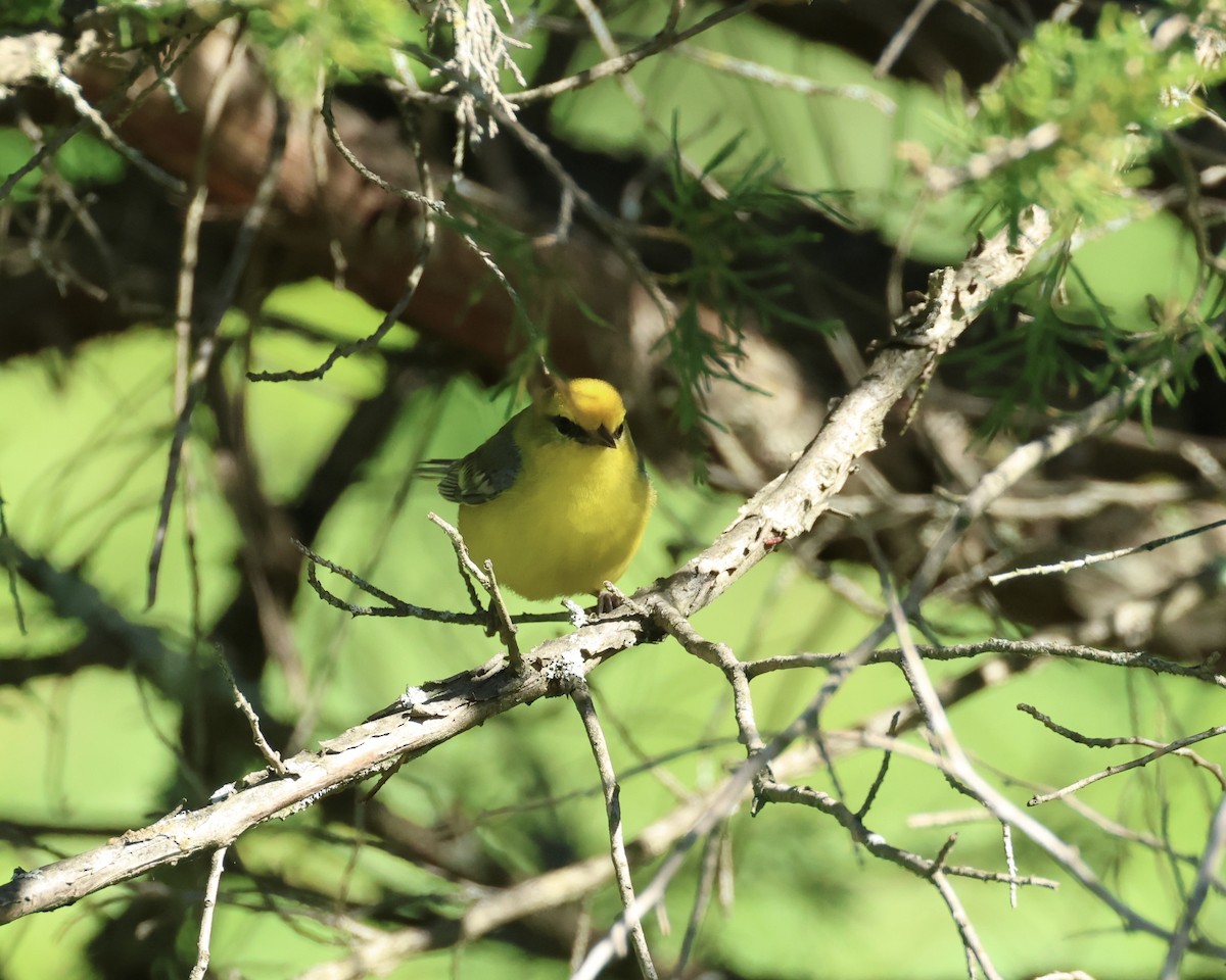 Blue-winged Warbler - ML620604892