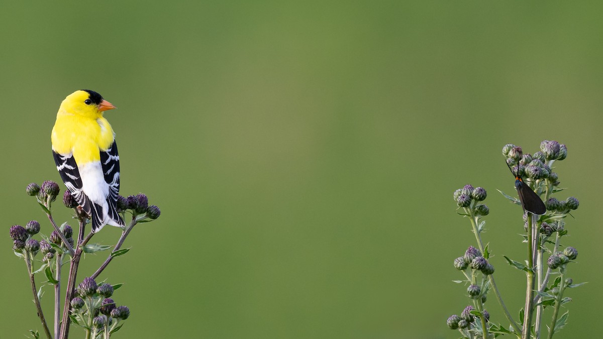 American Goldfinch - ML620604893