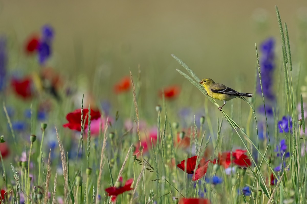 American Goldfinch - ML620604895