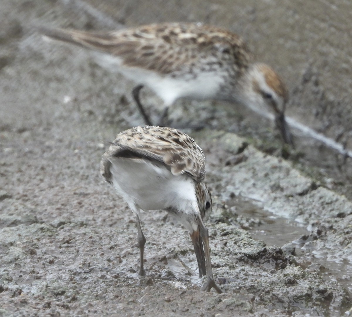 White-rumped Sandpiper - ML620604896