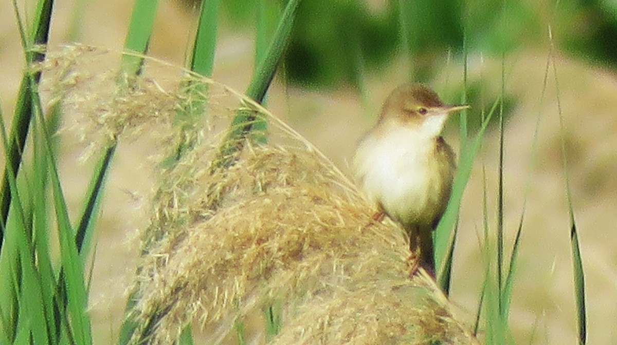 Common Reed Warbler - ML620604905