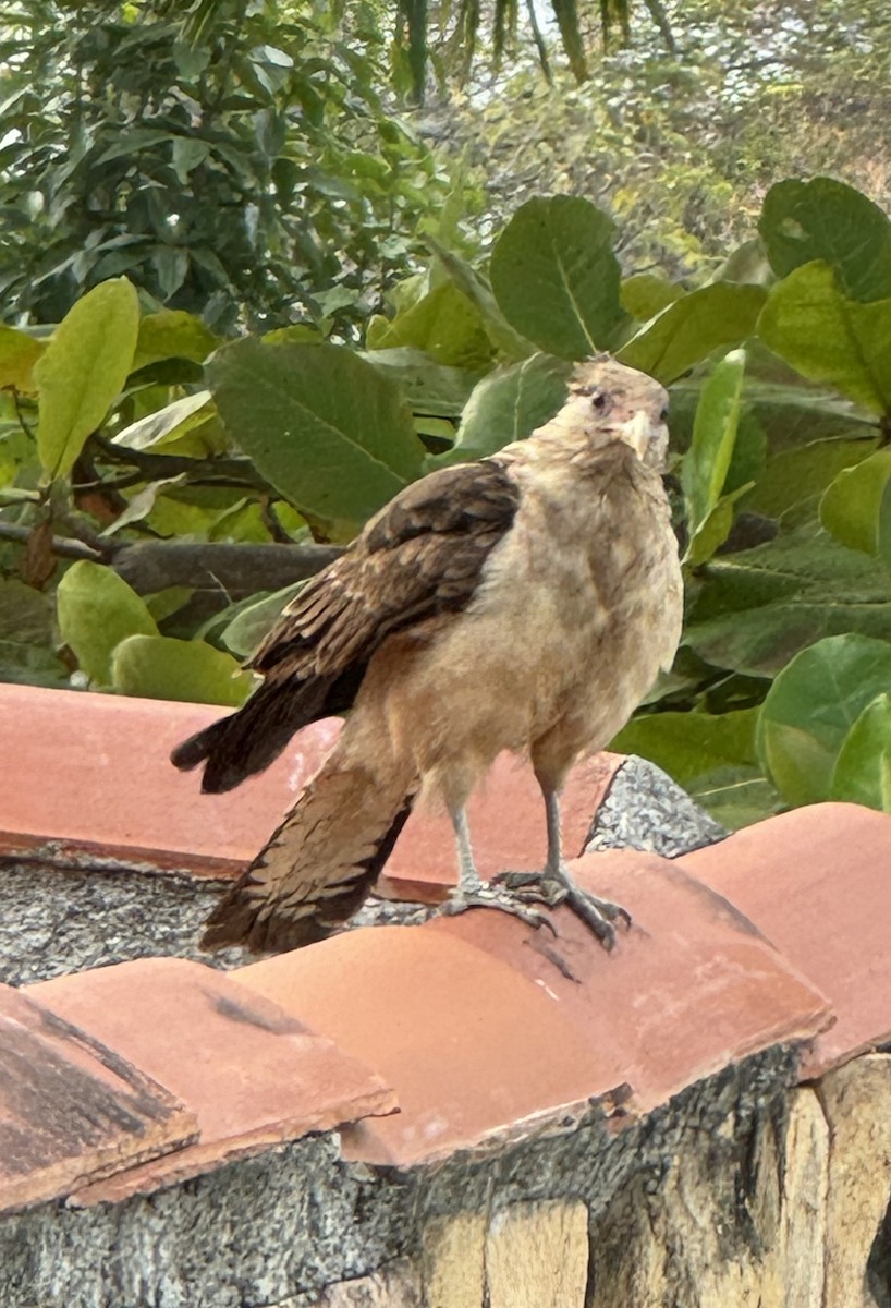 Caracara Chimachima - ML620604910