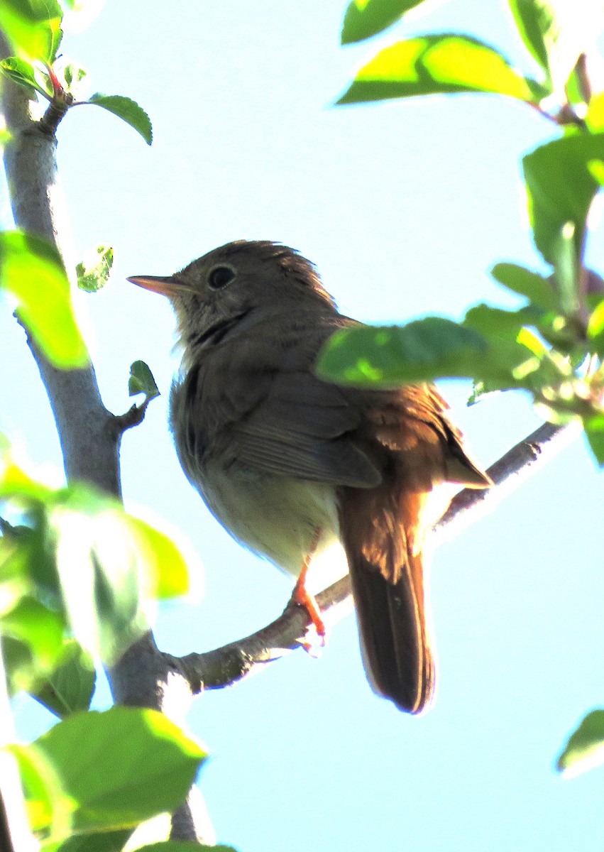 Common Nightingale - ML620604911