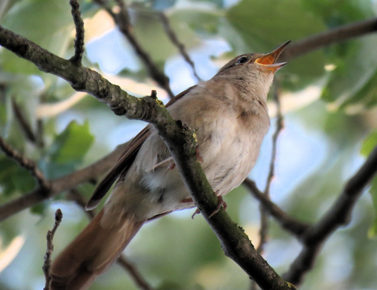 Common Nightingale - ML620604913