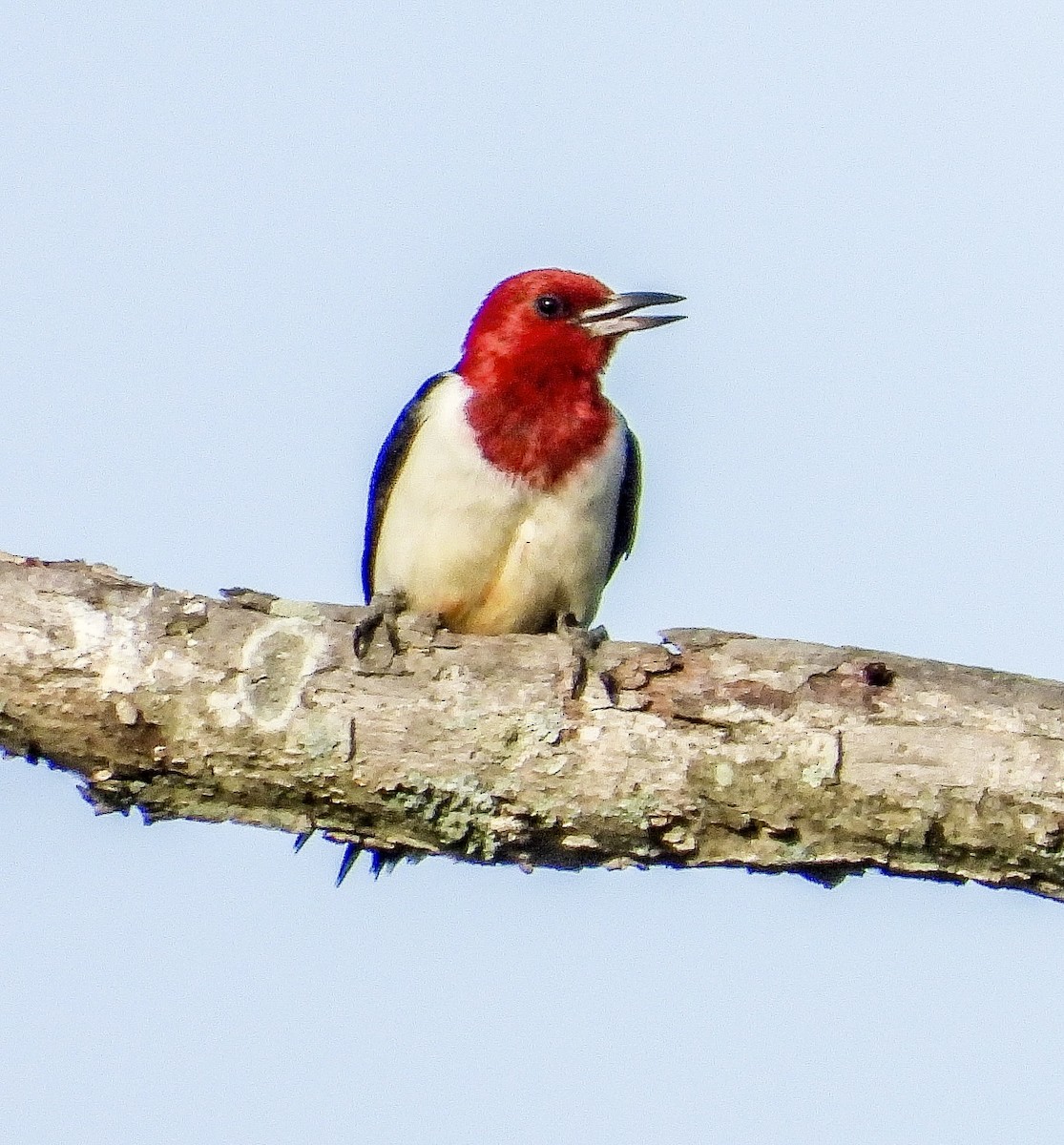Red-headed Woodpecker - ML620604935