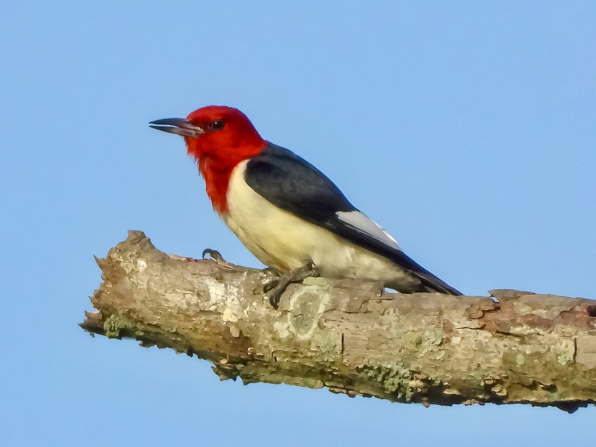 Red-headed Woodpecker - ML620604936