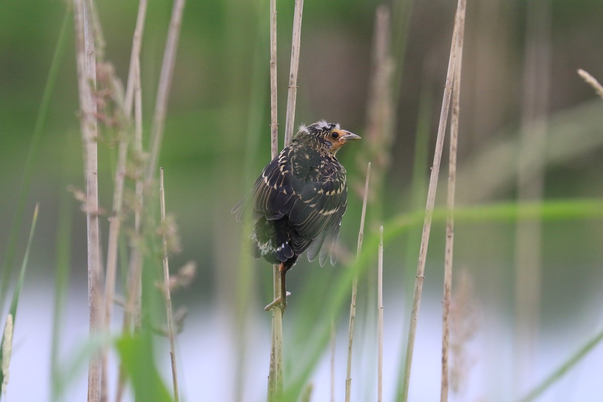 Red-winged Blackbird - ML620604940