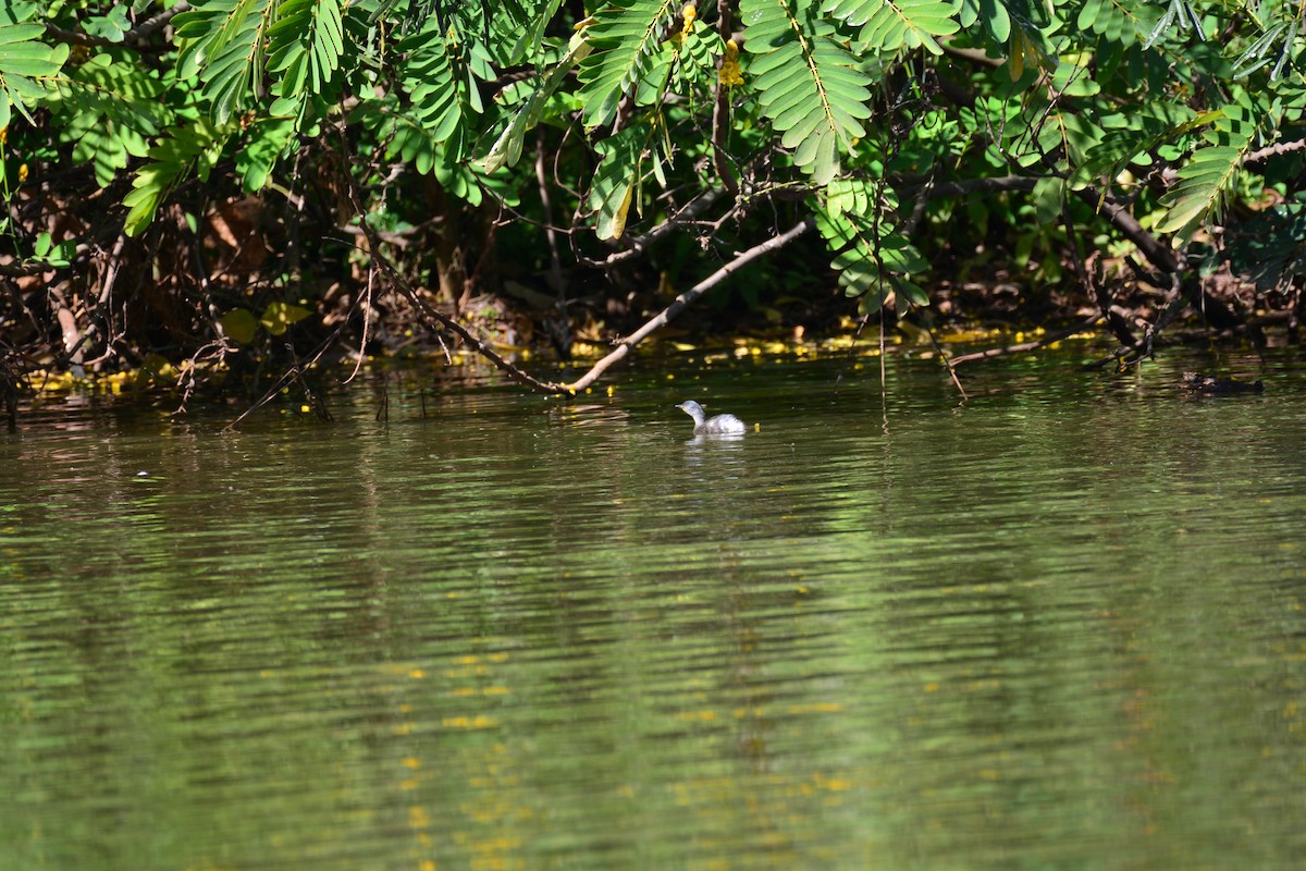 Least Grebe - ML620604942