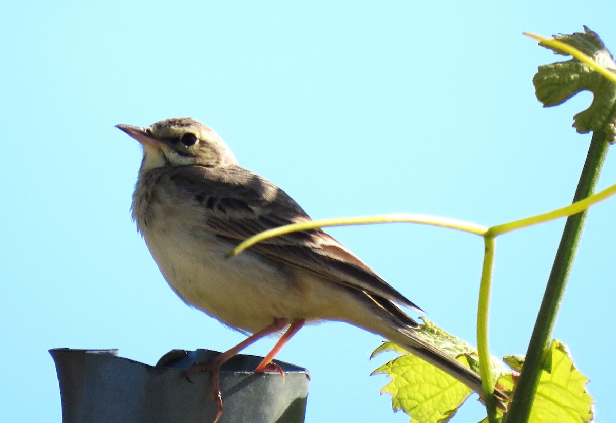 Tawny Pipit - ML620604945