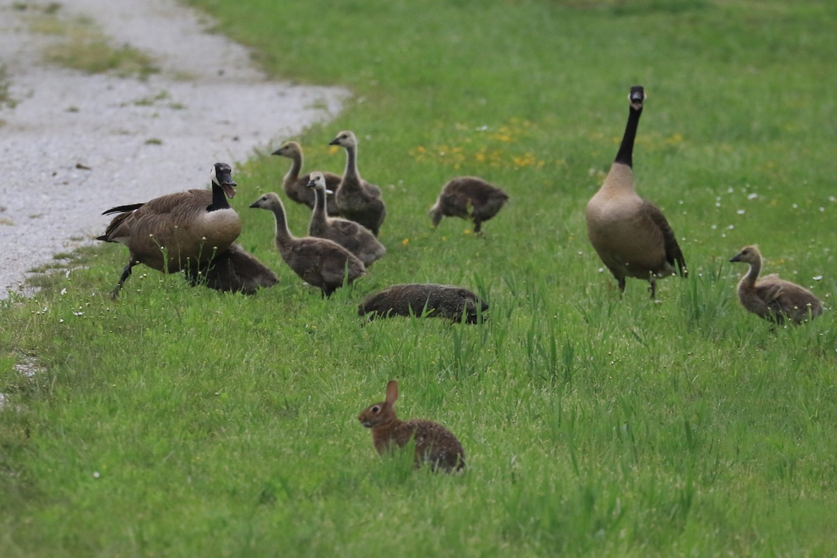 Canada Goose - ML620604950