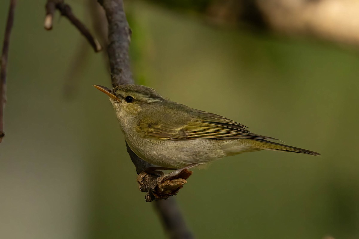 Western Crowned Warbler - ML620604951