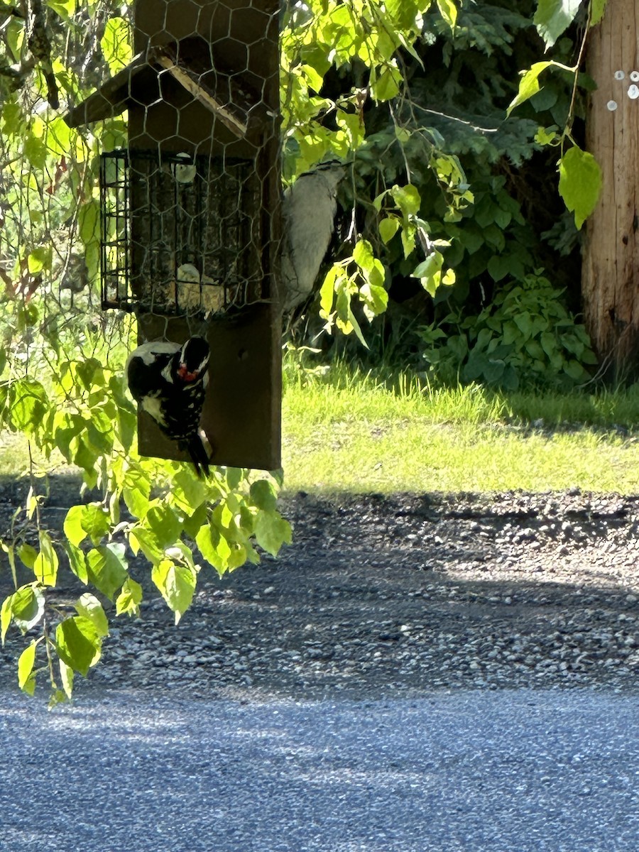 Hairy Woodpecker - ML620604957