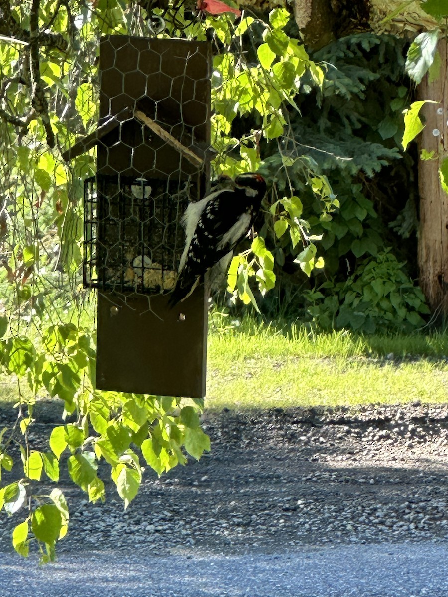 Hairy Woodpecker - ML620604958