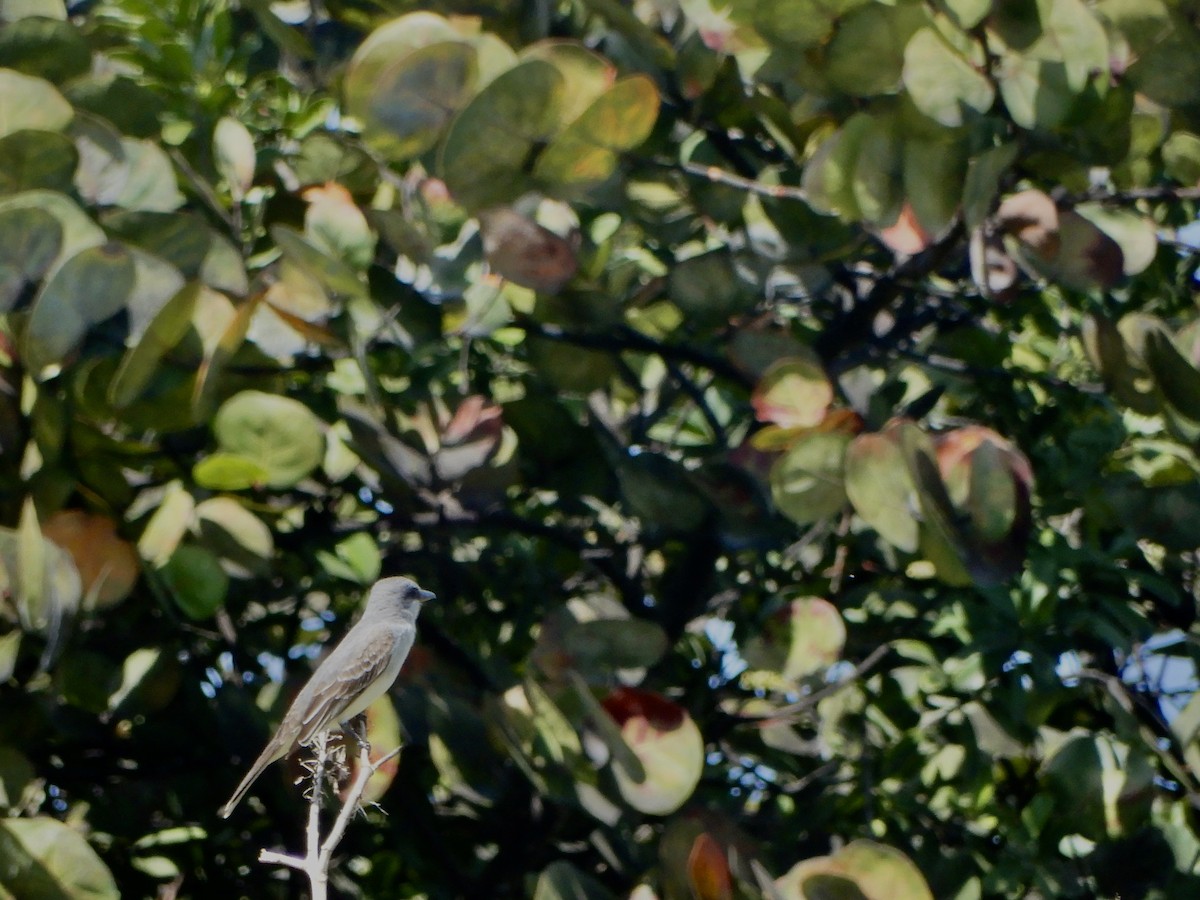 Gray Kingbird - ML620604960