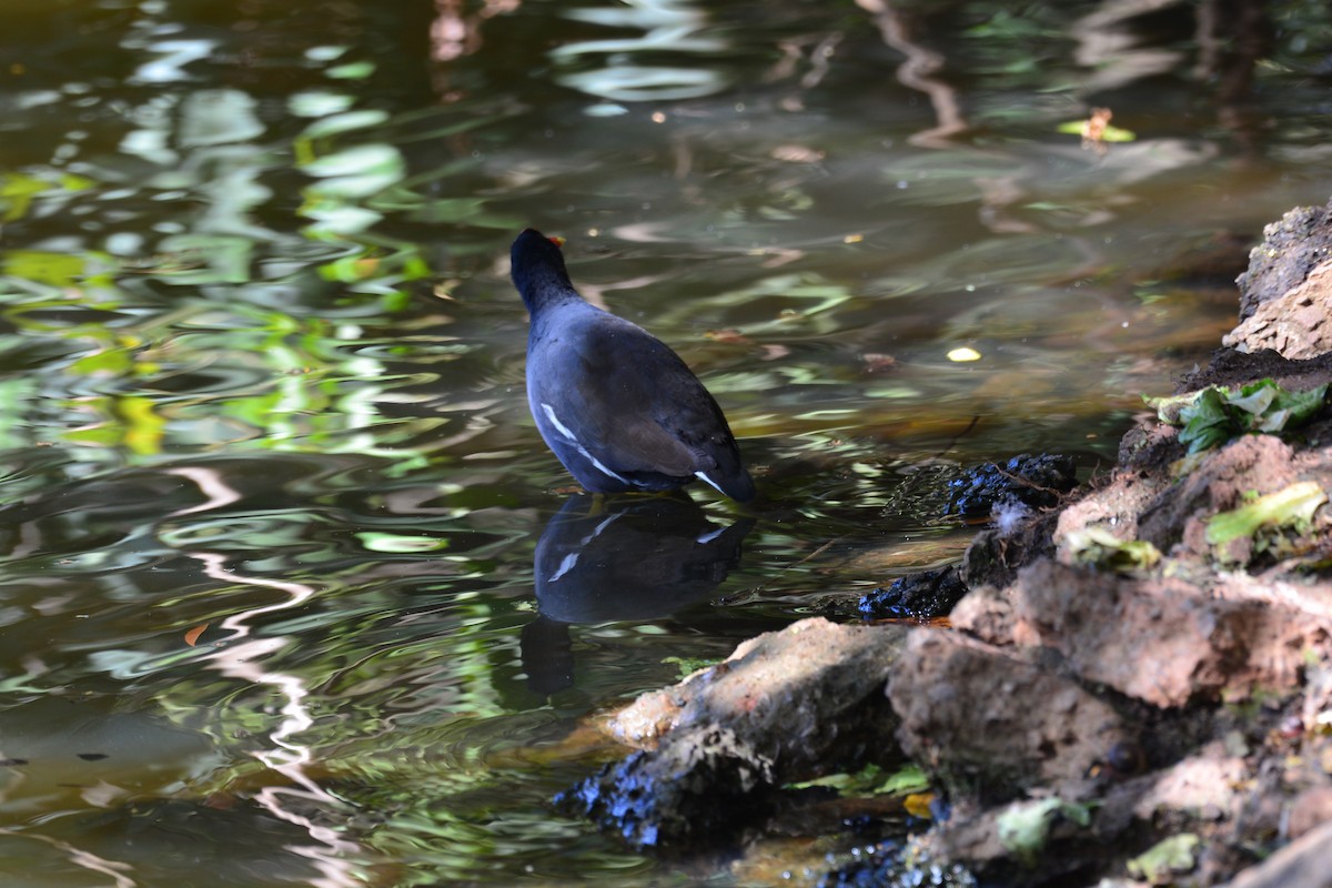 tanımsız Gallinula/Fulica/Porphyrio sp. - ML620604961