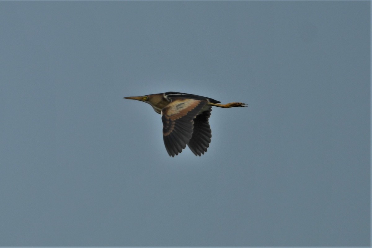 Least Bittern - ML620604962