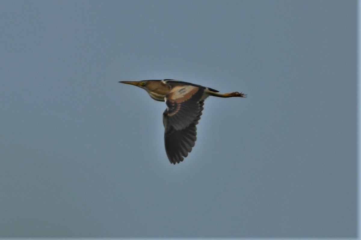 Least Bittern - ML620604963