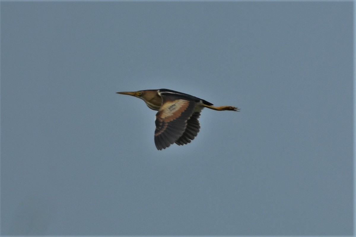 Least Bittern - ML620604964