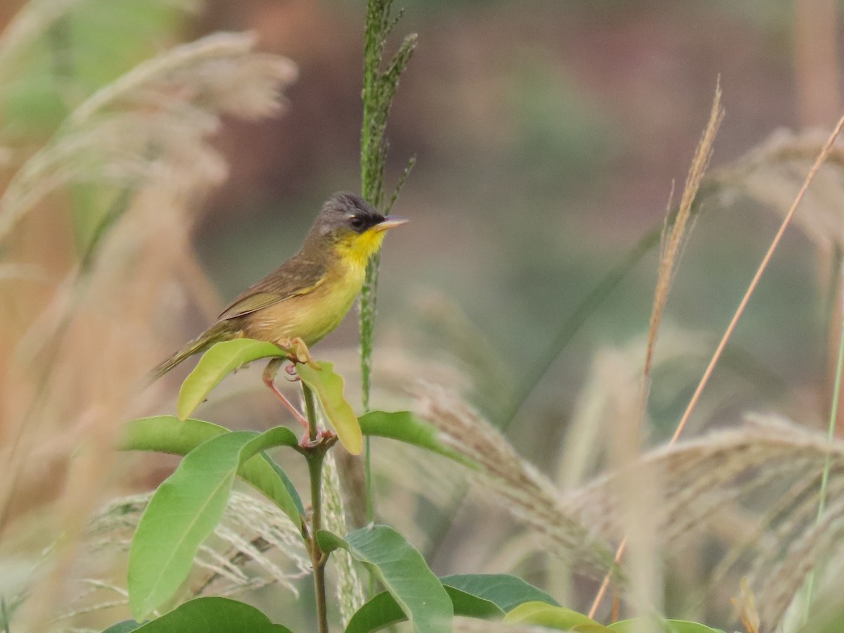 Gray-crowned Yellowthroat - ML620604966