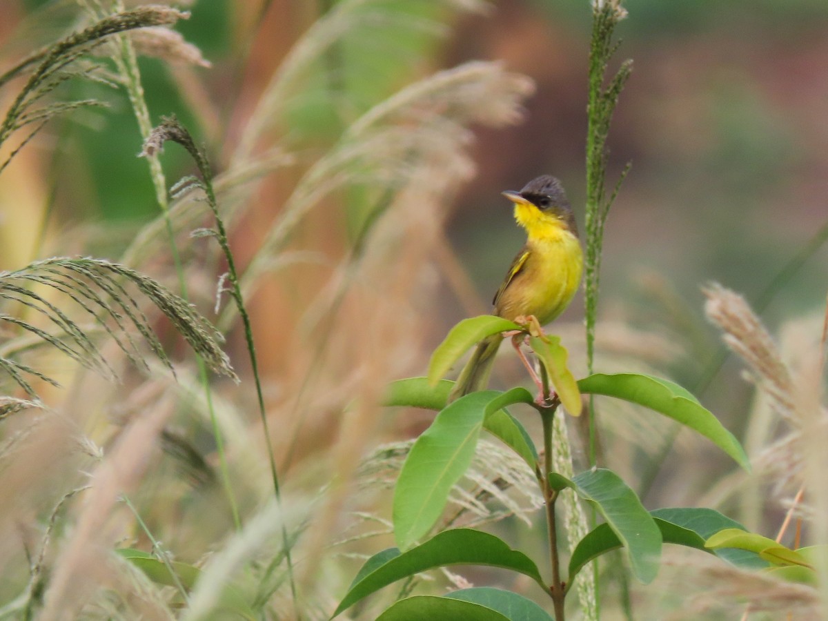 Gray-crowned Yellowthroat - ML620604967